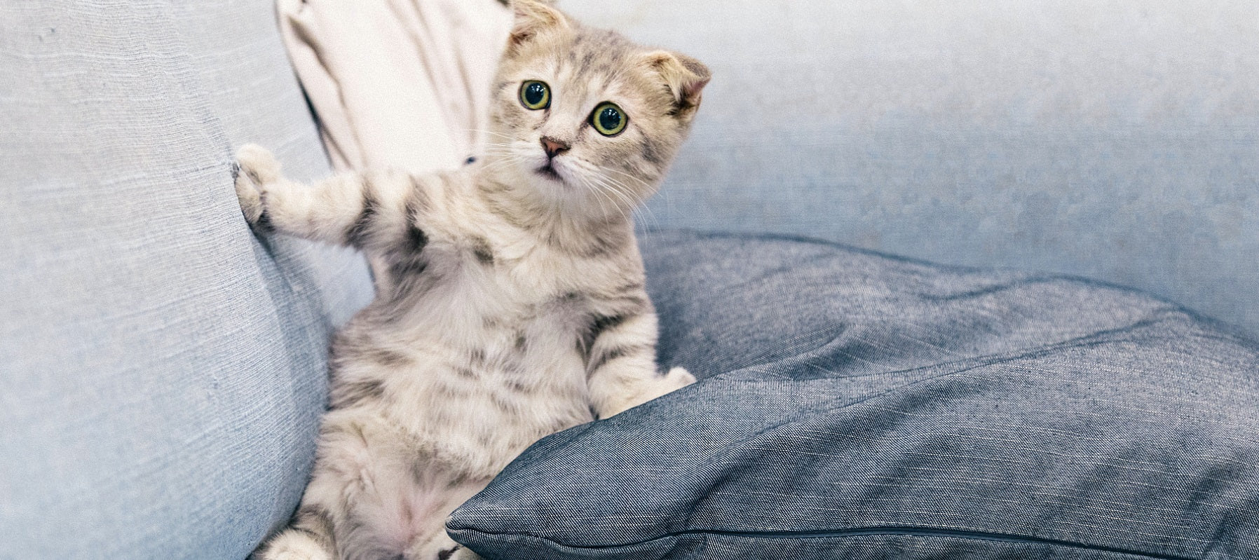 A kitten standing up  on an ice blue and gray upholstery fabric sofa
