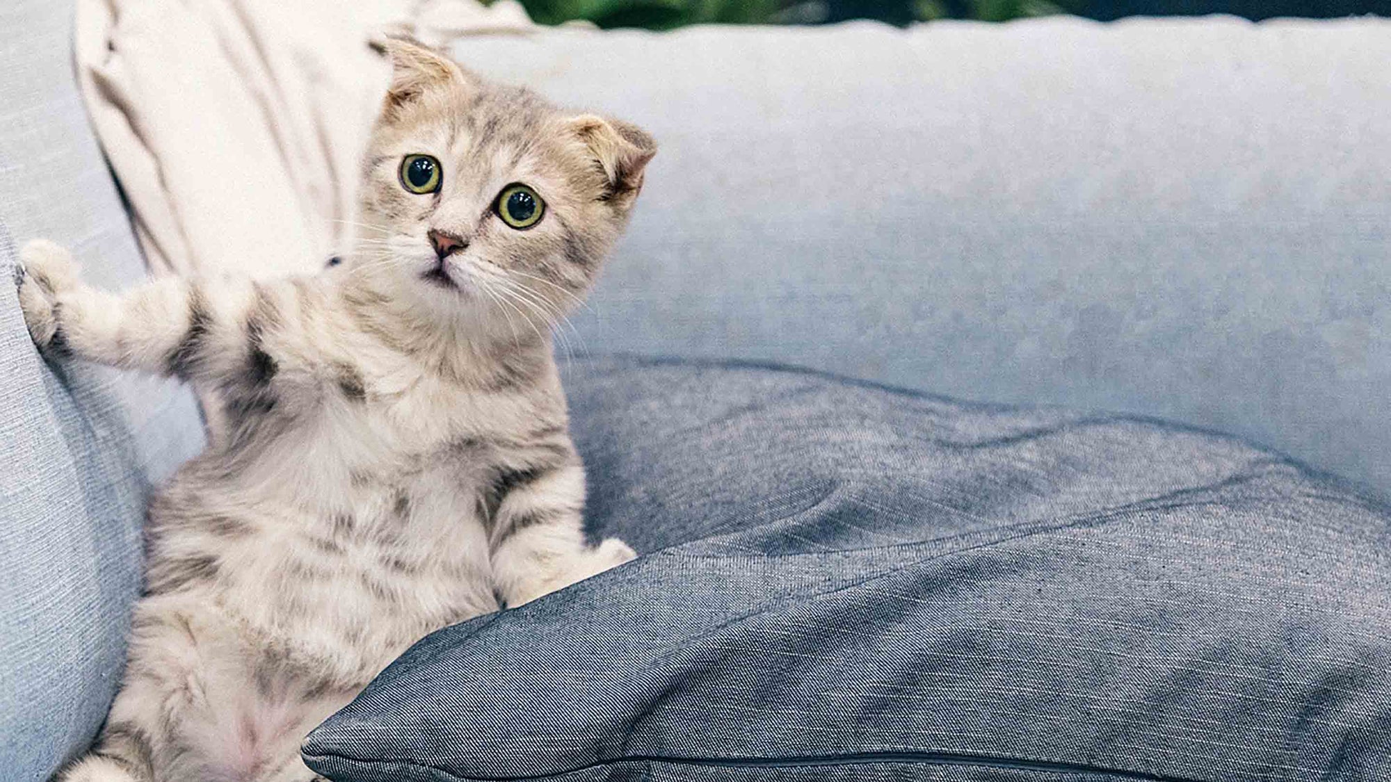 A kitten with round green eyes sitting upright on a light blue couch behind a gray pillow